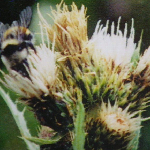 Thistle Bumble Bee Framed Photo Print Oval Matte - Picture 3 of 6